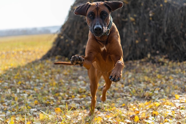 Autumn portrait of a Rhodesian Ridgeback in motion