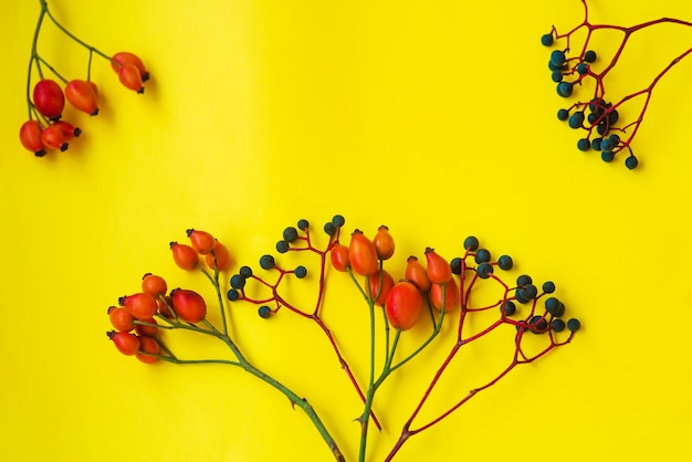 Autumn postcard with rosehips on a yellow background. Flat lay, layout