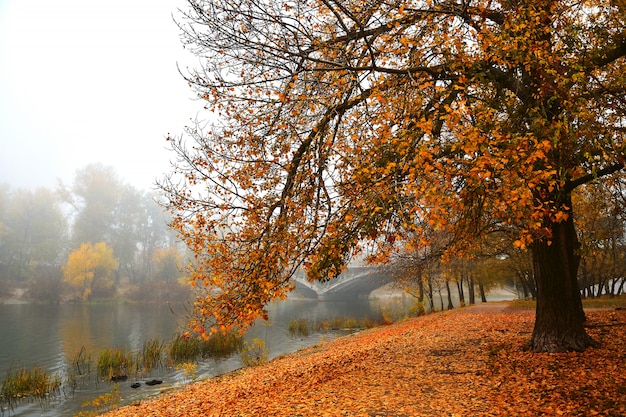 Photo autumn promenade on a foggy morning. bright autumn background.