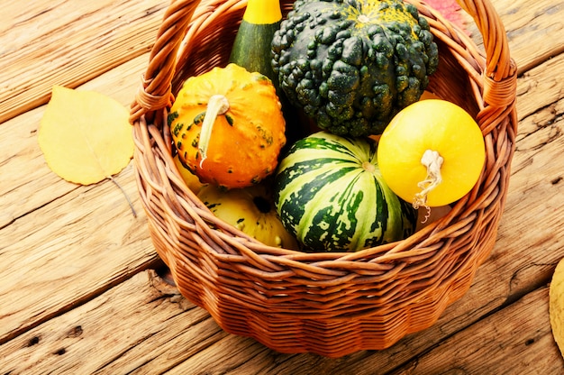 Autumn Pumpkin in basket