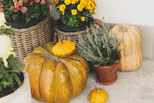Autumn pumpkins pots with chrysanthemums and heather close up at wooden front door Stylish autumnal decor of farmhouse entrance or porch Fall arrangement