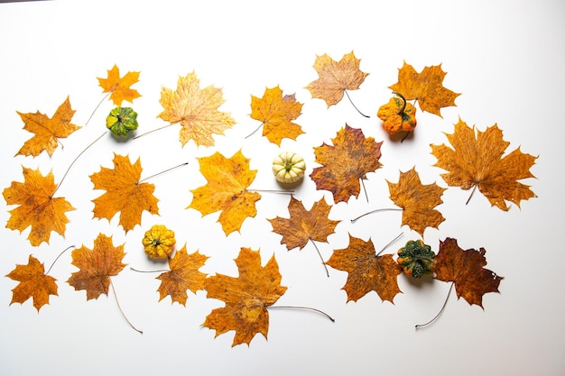 Autumn pumpkins with fall leaves on white background Thanksgiving day or halloween holiday