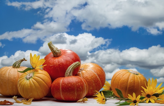 Autumn pumpkins and yellow flowers