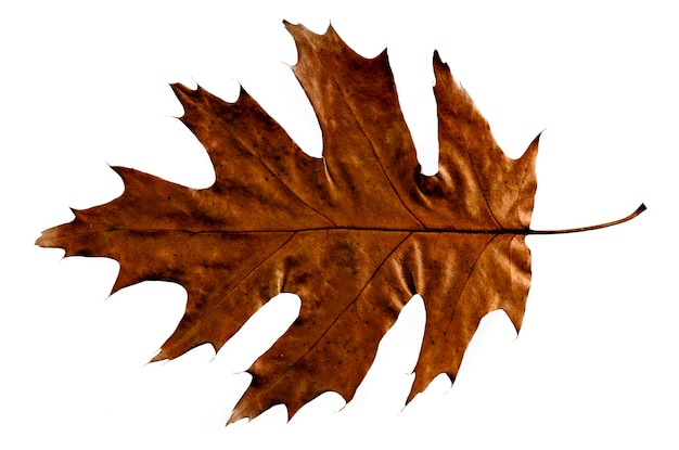 Autumn Quercus Oak Leaf