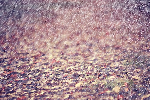 写真 秋の雨の背景ドロップ/雨天の抽象的な秋の風景、公園の季節の風景