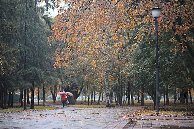 日中の公園の秋の雨