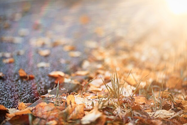 Pioggia autunnale nel parco durante il giorno