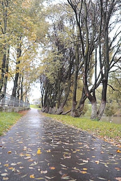 公園の秋の雨