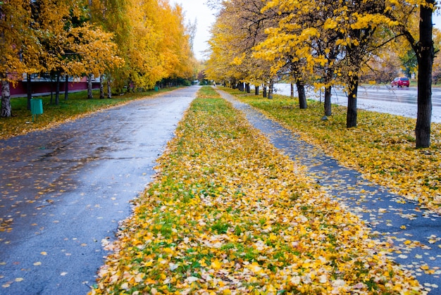 Autumn rainy tracks with yellow leaves