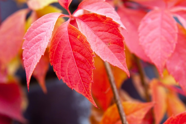 Autumn red colorful tree leaves