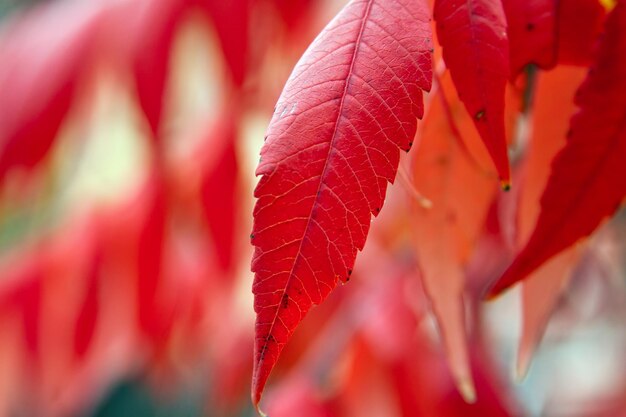 写真 秋の赤い色とりどりの木の葉