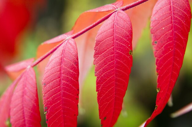 Autumn red colorful tree leaves