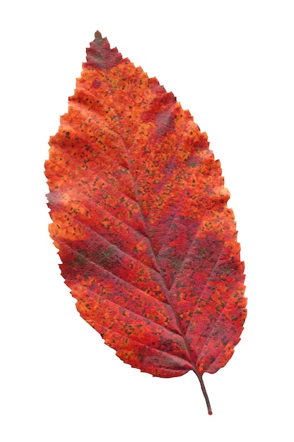 Autumn red elm leaf isolated on white background