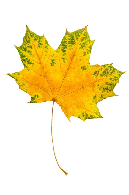 Autumn red and green maple leaf isolated on white background