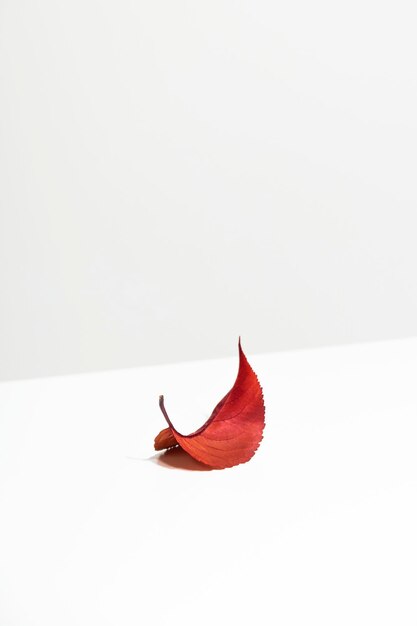 Autumn red leaf on a white table Minimalism and Wabi Sabi