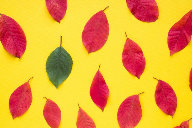 Autumn red leaves on bright yellow