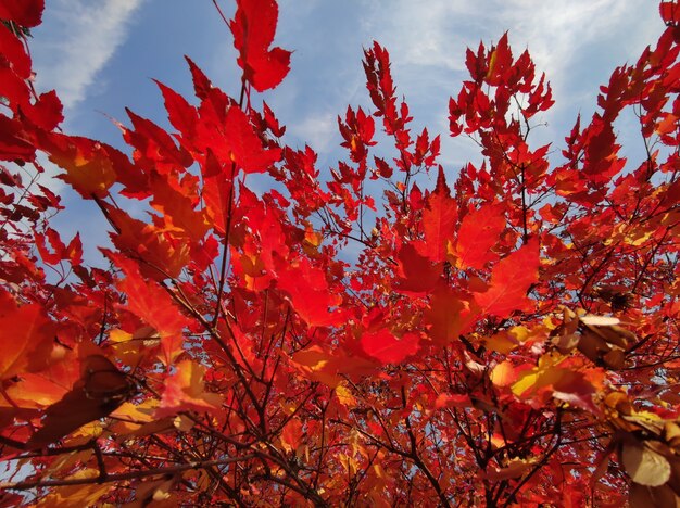 Autumn red leaves of a clone on the background of a blue sky