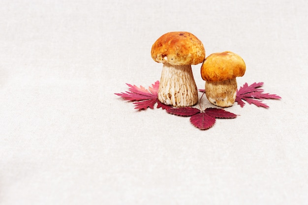 Autumn red leaves and forest mushrooms boletus with copy space on light backdrop.