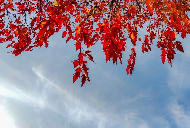 Autumn red leaves of an ornamental maple