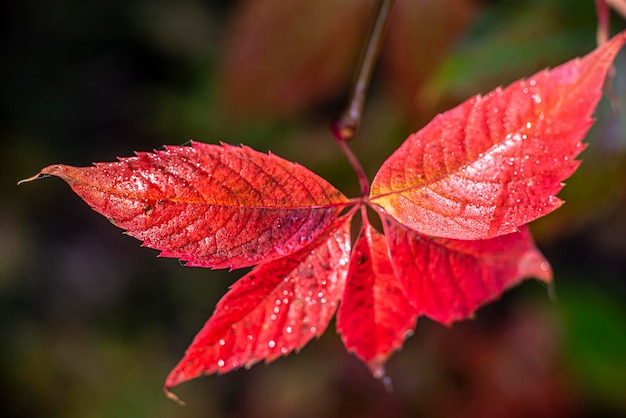야생 포도의 가을 붉은 단풍은 배경을 닫습니다.