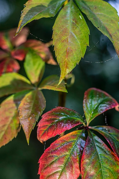 Autumn red leaves of wild grapes close up background