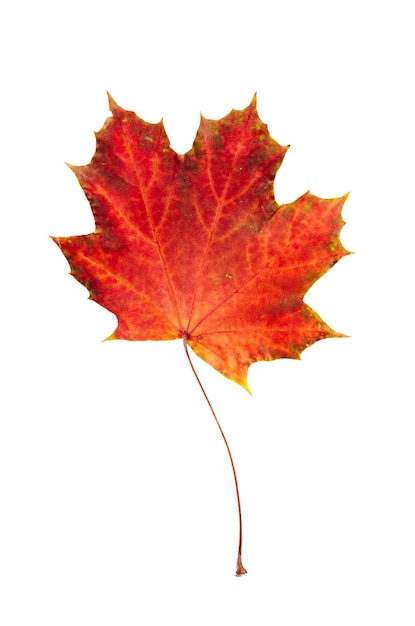 Autumn red maple leaf isolated on white background