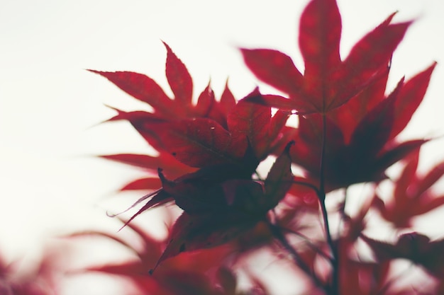 autumn red maple leaf on white background