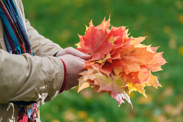 Autumn red maple leaves in hands in forest