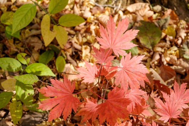 Photo autumn, red maple leaves in the sun.