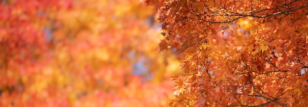 Autumn Red Maple Leaves with copyspace background.