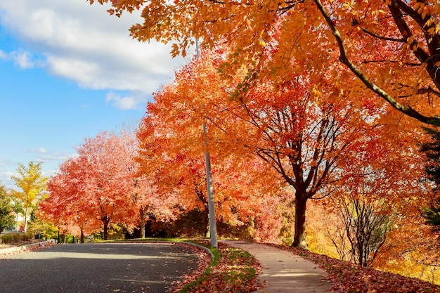 Autumn red maple leaves with yellow foliage in the background