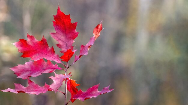 Photo autumn red oak leaves on blurred background