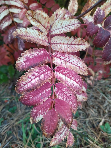 Foto foglie di rowan rosse d'autunno foglie e bacche di rowan