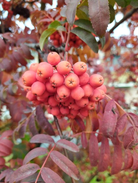 Foto foglie di rowan rosse d'autunno foglie e bacche di rowan