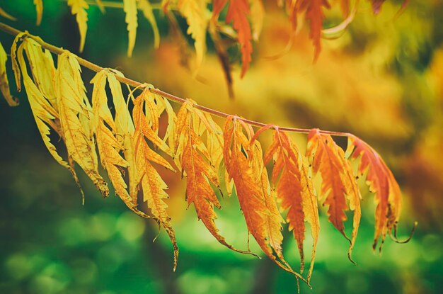 Autumn red tree branch with leaves, natural fall vivid hipster background