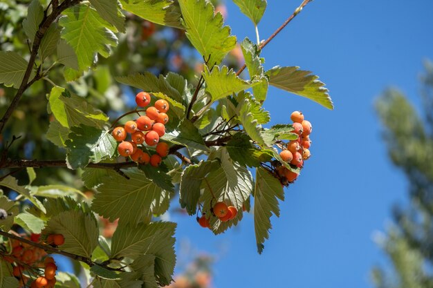 Autumn red wild berries, ripe rowanberry in the park