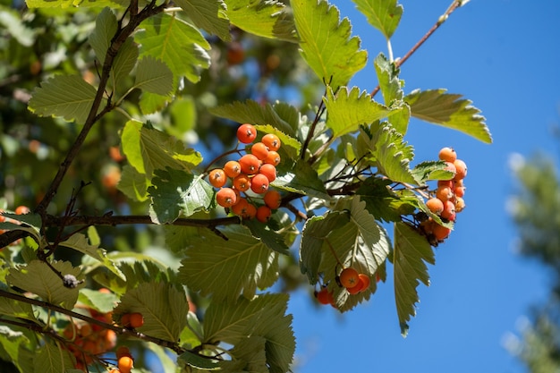 Autumn red wild berries, ripe rowanberry in the park