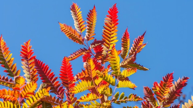 Rhus typhina Staghorn sumac의 가을의 빨간색과 노란색 색상 하늘에 sumac의 Anacardiaceae 잎