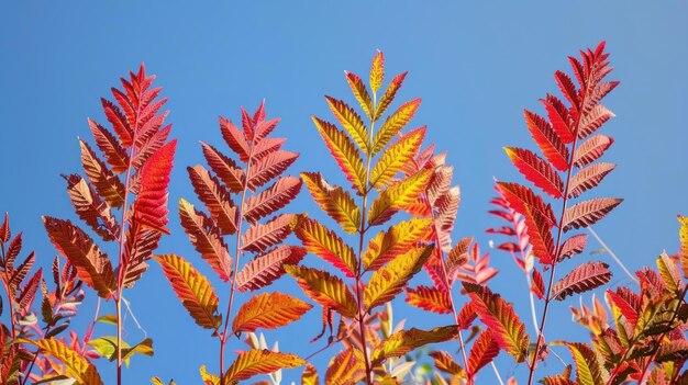 Rhus typhina Staghorn sumac의 가을의 빨간색과 노란색 색상 하늘에 sumac의 Anacardiaceae 잎