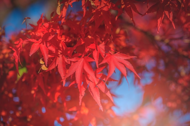 Осенний красный и желтый японский кленовый лист в саду с солнечным светом.