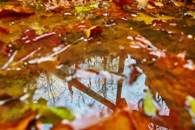Фото Осенние отражения в форт-уэйне живые листья на спокойной поверхности воды