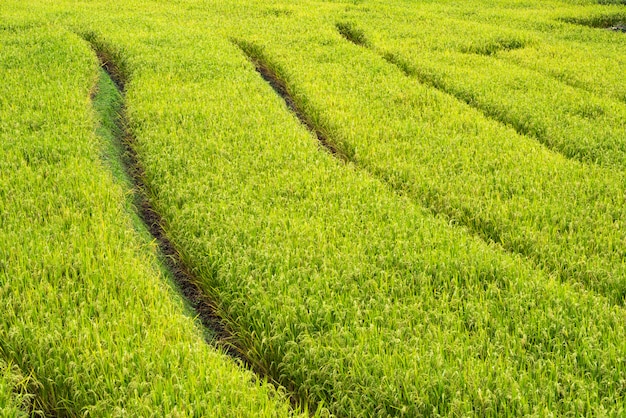 Autumn rice field, paddy rice