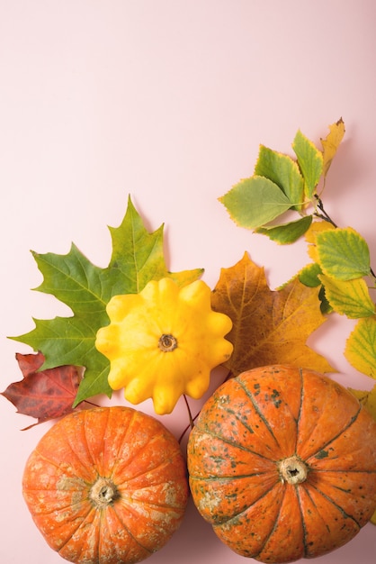 Autumn ripe pumpkins on a pink background, still life on Thanksgiving day, top view, flat lay, copy space