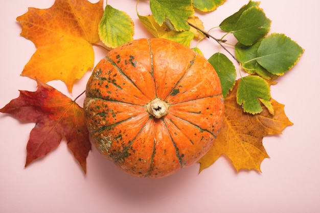 Autumn ripe pumpkins on a pink background, still life on Thanksgiving day, top view, flat lay