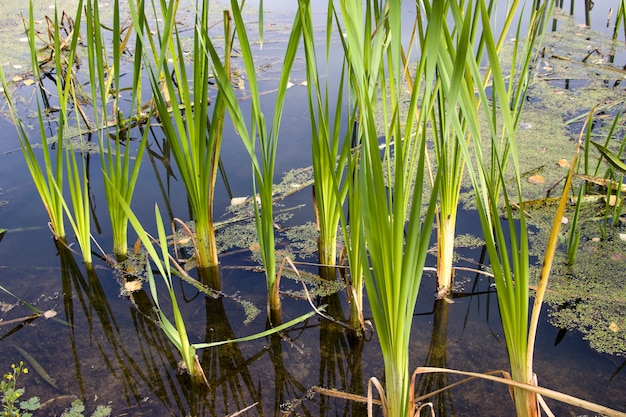 Autumn river in sedge and calamus. Relaxation and relaxation on the beach.