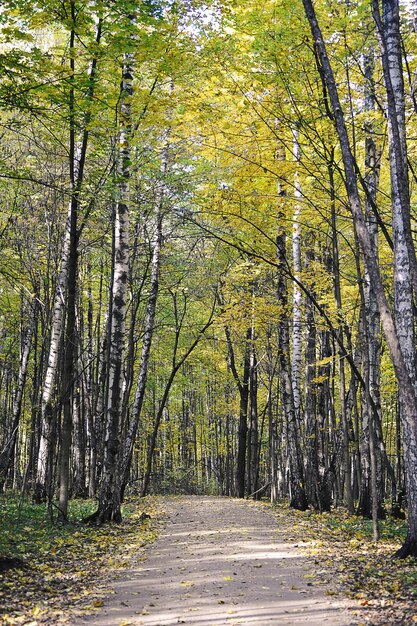 Autumn road in autumn Izmailovsky park in Moscow