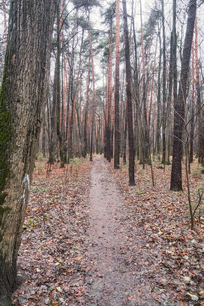 Осенняя дорога, покрытая упавшими желтыми листьями в сосновом лесу.