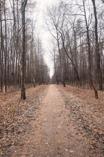 Photo autumn road littered with fallen yellow leaves in a pine forest