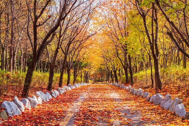 Strada d'autunno nel parco