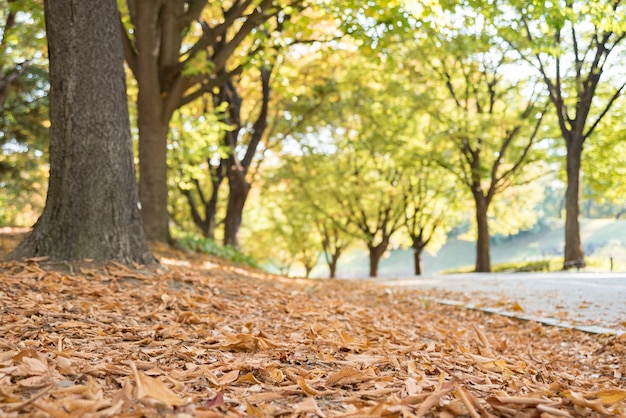 Autumn road. Road with fallen leaves in autumn.